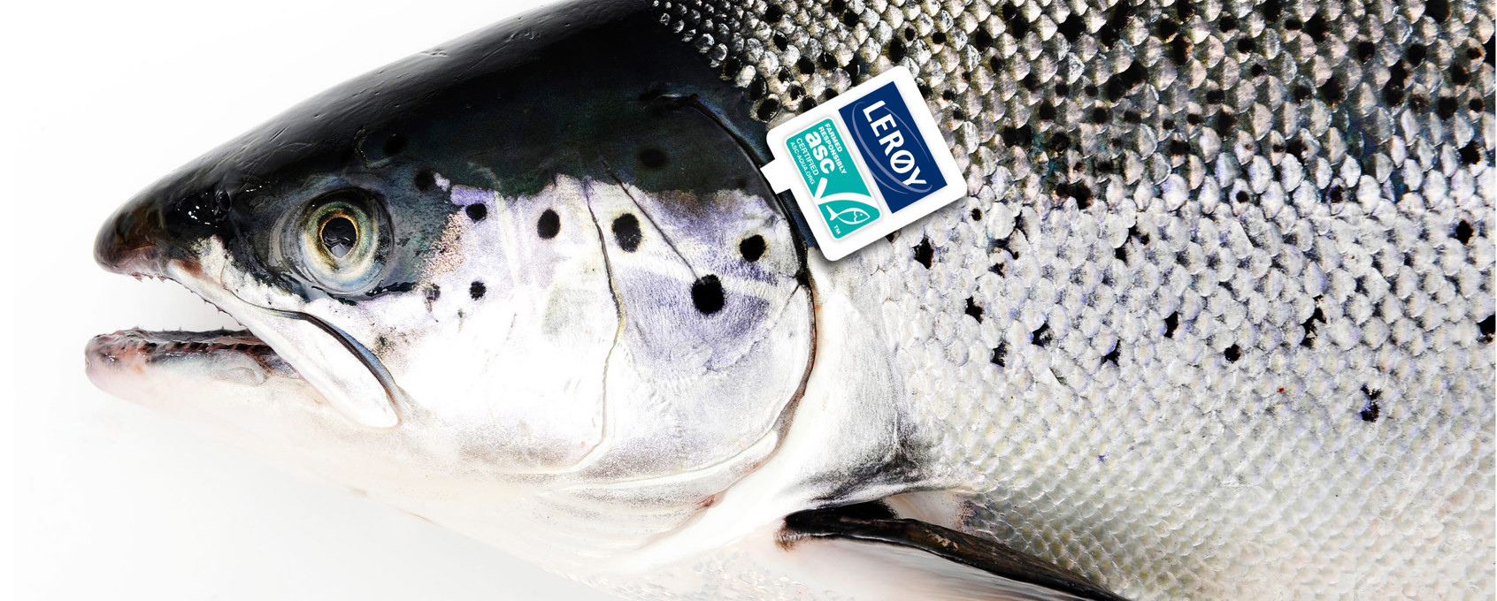 Salmón con certificación asc