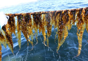 Algas marinas