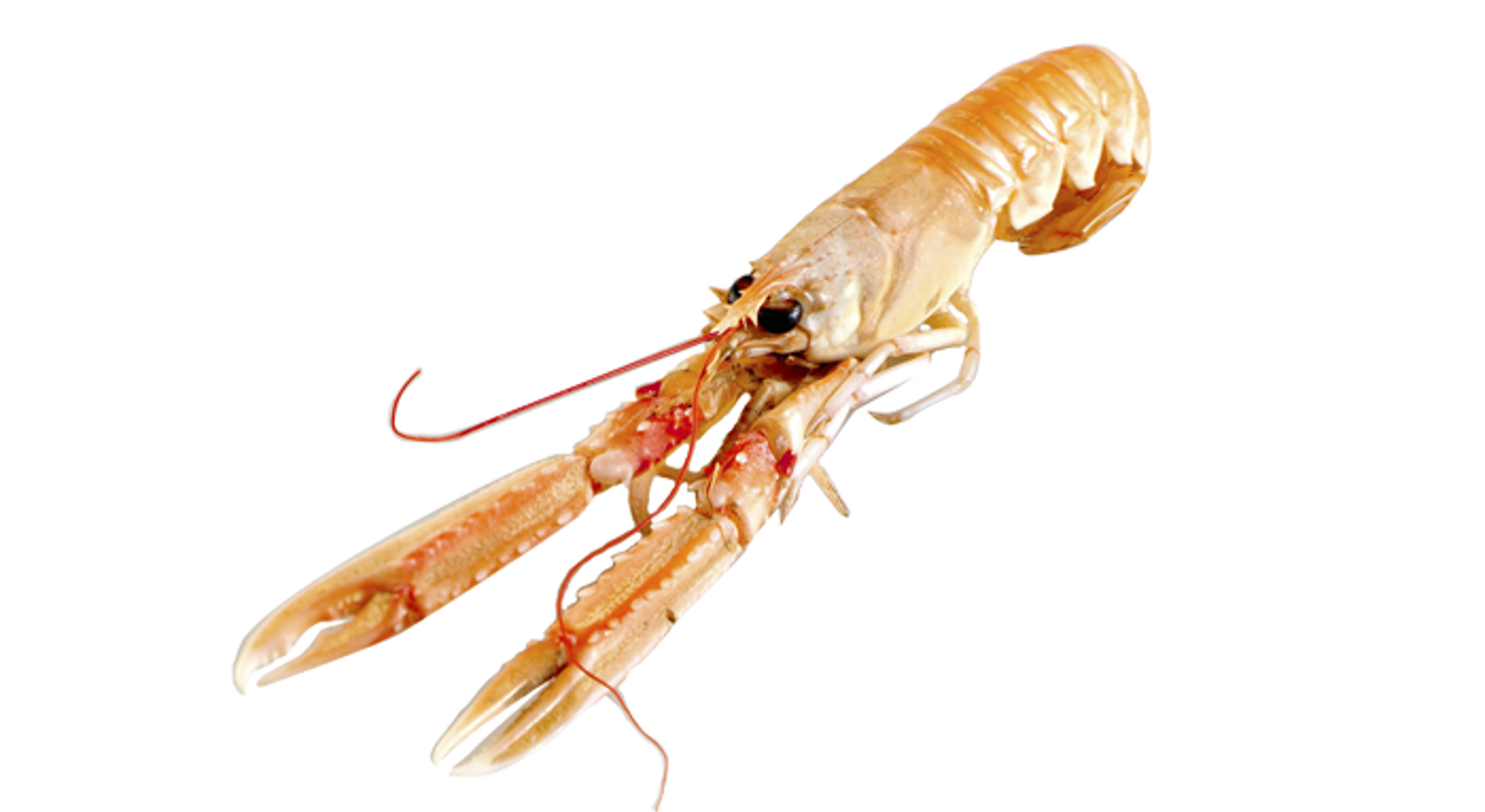 Norway lobster